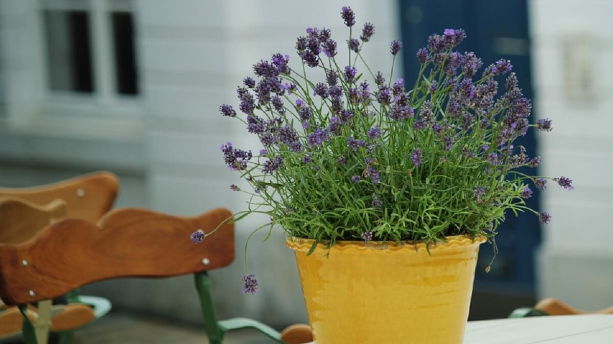 lavanda casa perfumada
