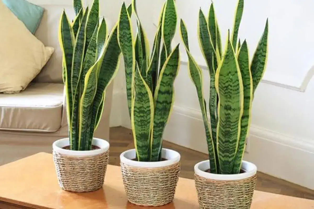 Motivos para ter plantas dentro de casa!🏡 Nos siga para mais