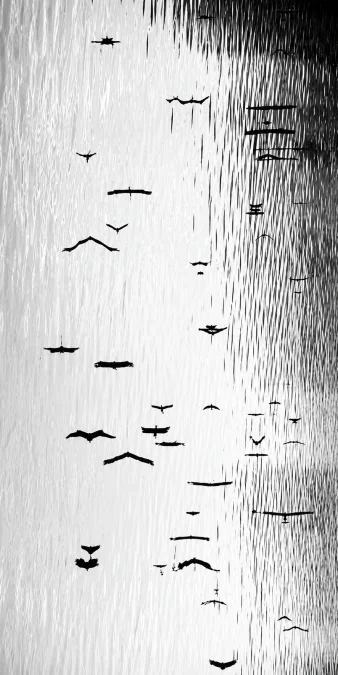 Quadro Decorativo Natureza Birds